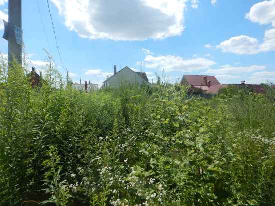 pokos-vysokogo-buryana-518