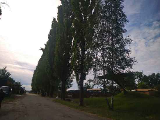 udalenie-obrezka-derevyev-343