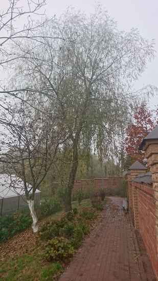 spil-slozhnykh-derevyev-754