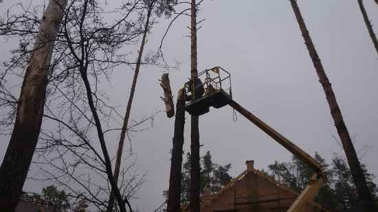 spil-derevyev-s-avtovyshki-so-sbrosom-725